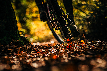 Close up of mountain bikers on a foliage trail, mountain biking, autumn, forest