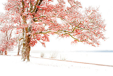 Winter morning at Lake Starnberg, Tutzing, Germany