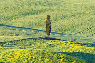 Landscape at sunrise around Pienza, Val d'Orcia, Orcia Valley, UNESCO World Heritage Site, Province of Siena, Tuscany, Italy, Europe