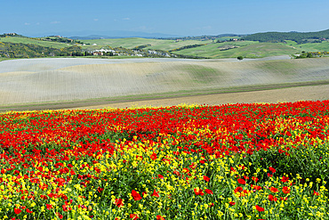 Landscape around San Quirico d'Orcia, Val d'Orcia, Orcia Valley, UNESCO World Heritage Site, Province of Siena, Tuscany, Italy, Europe