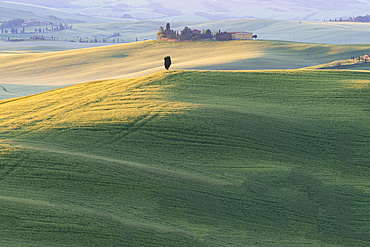 Landscape at sunrise around Pienza, Val d'Orcia, Orcia Valley, UNESCO World Heritage Site, Province of Siena, Tuscany, Italy, Europe