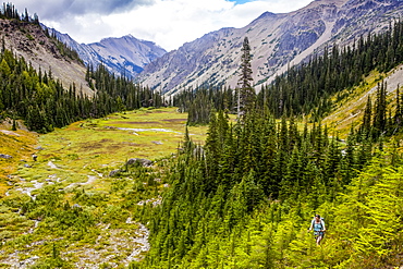 Woman backpacking through forest, Royal Basin, Olympic Mountains, Olympic National Park, Washington, United States of America