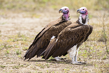 Pair of Lappet-faced (or Nubian) vultures (Torgos tracheliotos) perched on ground looking over their shoulders in the Ndutu area of the Ngorongoro Crater Conservation Area on the Serengeti Plains, Tanzania