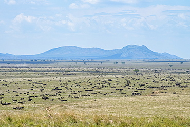 Large herd of Wildebeest (Connochaetes taurinus) spread across the plains in Serengeti National Park, Tanzania