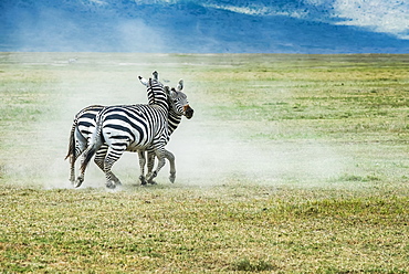 Pair of Zebra (Equus grevyi) stallions fighting on dusty plains of Ngorongoro Crater, Ngorongoro Conservation Area, Tanzania