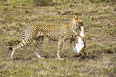 Female Cheetah (Acinonyx jubatus) drags freshly killed Thomson's Gazelle (Eudorcas thomsonii) in the Ndutu area of the Ngorongoro Conservation Area on the Serengeti Plains, Tanzania