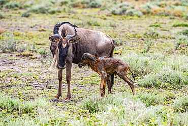 Wildebeest (Connochaetes taurinus) mother stares at it's still-wet newborn calf that has just struggled to it's feet in the Ndutu area of the Ngorongoro Conservation Area on the Serengeti Plains, Tanzania