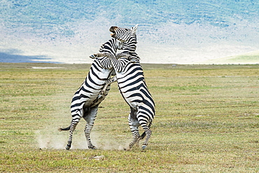 Pair of Zebra (Equus grevyi) stallions rise on hind feet to kick and bite each other as they fight on the floor of Ngorongoro Crater, Ngorongoro Conservation Area, Tanzania