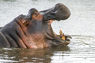 Side-view head shot of yawning Hippopotamus (Hippopotamus amphibius) in Ngorongoro Conservation Area, Tanzania