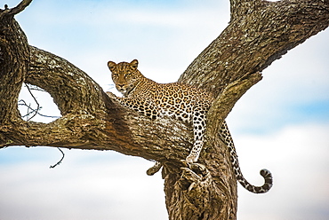 Leopard (Panthera pardus) resting in tree in the Ndutu area of the Ngorongoro Crater Conservation Area on the Serengeti Plains, Tanzania