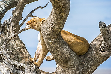 Adult Lioness (Panthera leo) rests her head on a branch while perched in a tree in Serengeti National Park, Tanzania