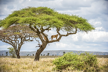 Two adult Lionesses (Panthera leo) peer down from branches of an Acacia tree in Serengeti National Park, Tanzania