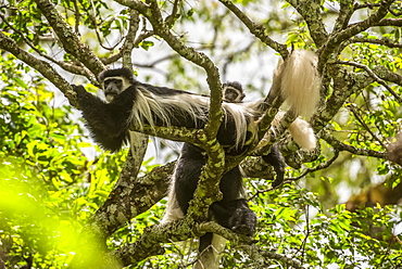 Black-and-white Colobus Monkeys (Colobus guereza) relaxing on tree branches at Ngare Sero Mountain Lodge, near Arusha, Tanzania