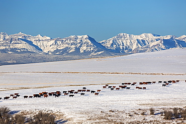 A herd of cattle walking across a snow-covered rolling field with snow-covered mountain range and blue sky in the background, North of Cochrane, Alberta, Canada