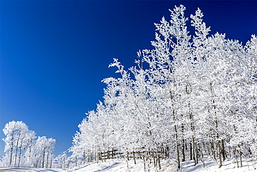 Frosted trees against a deep blue sky with wooden fence, Bragg Creek, Alberta, Canada