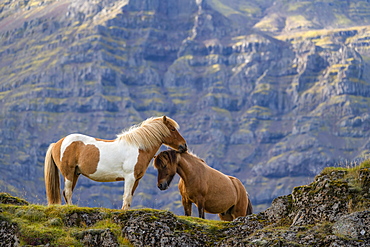 Icelandic horses in the natural landscape, Iceland