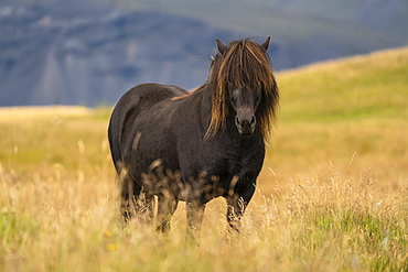 Icelandic horse in the natural landscape, Iceland