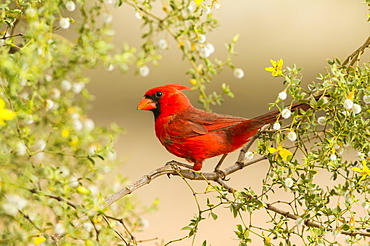 Northern Cardinal (Cardinalis cardinalis), Arizona, United States of America