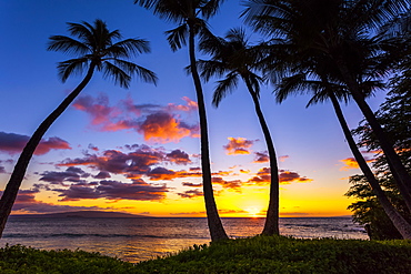 The sun setting through silhouetted palm trees, Wailea, Maui, Hawaii, United States of America