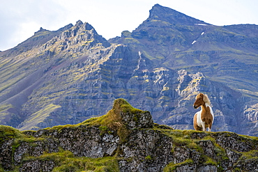 Icelandic horse in the rugged landscape of Iceland, Iceland