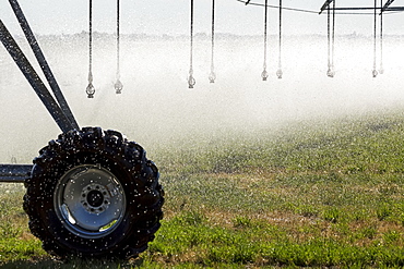 Close-up of sprinkler heads spraying a green grain field, Mossleigh, Alberta, Canada