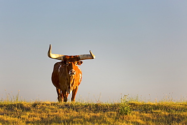 Large horned bull cattle on top of a hill with blue sky at sunrise, Mossleigh,Alberta, Canada