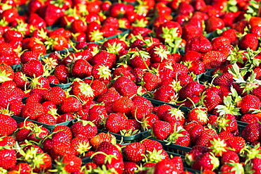 Close-up of baskets of fresh picked strawberries, Port Colborne, Ontario, Canada