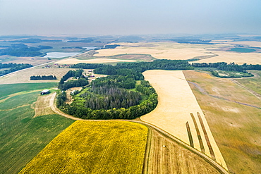 Aerial view of a patch work of different crops in a field, including sunflowers in bloom, and golden grains, with pockets of treed areas, Erickson, Manitoba, Canada