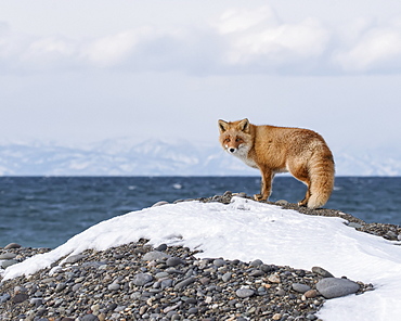 Red Fox (Vulpes vulpes) standing on a mound along the coast with the ocean and coastline in the background, Hokkaido, Japan