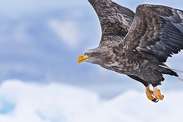 White-tailed eagle (Haliaeetus albicilla) in flight, Hokkaido, Japan