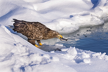 White-tailed eagle (Haliaeetus albicilla) with fish in it's mouth, Hokkaido, Japan