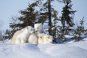 Mother polar beer and twin cubs taken at Watchee Lodge in Wapusk National Park, Churchill, Manitoba, Canada