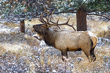 Bull elk (Cervus canadensis) bugling, Denver, Colorado, United States of America