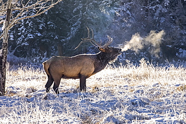 Bull elk (Cervus canadensis) with misty breath in winter, Denver, Colorado, United States of America