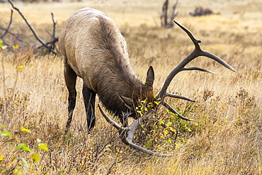 Bull elk (Cervus canadensis) grazing, Denver, Colorado, United States of America