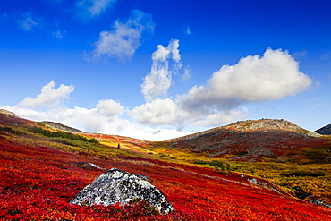 Autumn colours on the tundra, Kesugi Ridge, Denali State Park, Alaska, United States of America