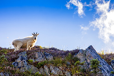 Mountain goat (Oreamnos americanus) on ridge backlit by sun, High Divide Trail, Olympic National Park, Washington, United States of America