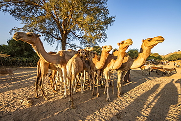 Camels at the Monday livestock market, Keren, Anseba Region, Eritrea