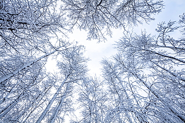 Snow-covered leafless trees in winter with blue sky peeking through clouds, Thunder Bay, Ontario, Canada