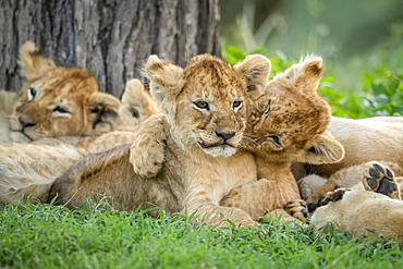 Lion (Panthera leo) cub bites sibling lying under tree, Serengeti National Park, Tanzania