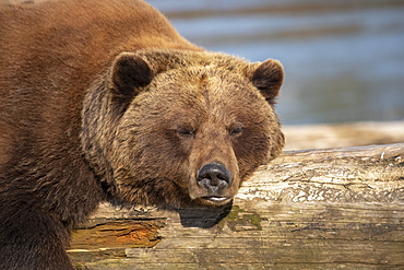 A captive female Brown bear (Ursus arctos) rests and sleeps on a driftwood log at the Alaska Wildlife Conservation Center with a pond in the background, South-central Alaska, Portage, Alaska, United States of America