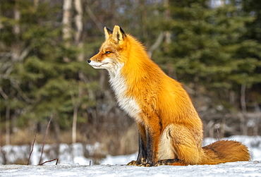 Red fox (Vulpes vulpes) sitting in the snow. Fox family was often seen here near Campbell Creek and traveling on the city bike trail, Alaska, United States of America