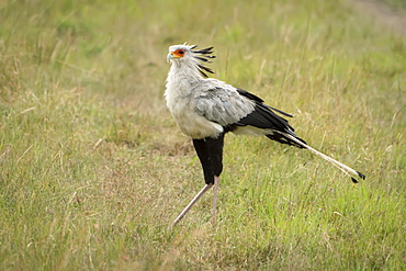 Secretary bird (Sagittarius serpentarius) walking across grass facing left, Serengeti National Park, Tanzania