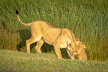 Lion (Panthera leo) cub grabs head of lioness on grass, Serengeti National Park, Tanzania