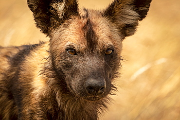 Close-up of wild dog (Lycaon pictus) standing in grass, Serengeti National Park, Tanzania