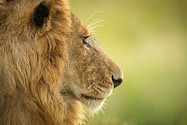 Close-up of male lion (Panthera leo) head in profile, Serengeti National Park, Tanzania