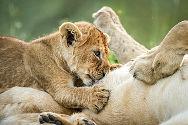 Close-up of lioness (Panthera leo) on back with suckling cub, Serengeti National Park, Tanzania