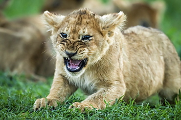 Close-up of lion (Panthera leo) cub growling on grass, Serengeti National Park, Tanzania