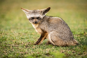 Bat-eared fox (Otocyon megalotis) sits on grass eyeing camera, Serengeti National Park, Tanzania