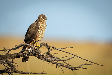 African marsh harrier (Circus ranivorus) perched on bare branch, Serengeti National Park, Tanzania